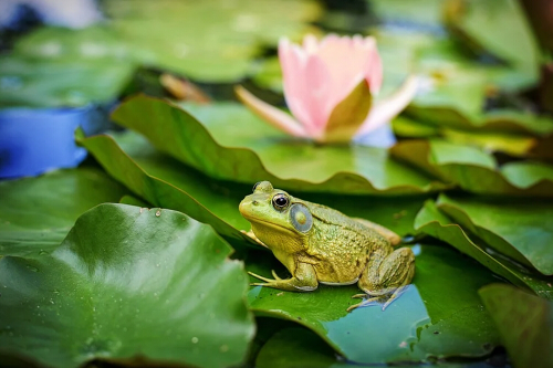 两栖动物